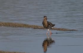 Calidris pugnax