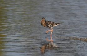 Calidris pugnax