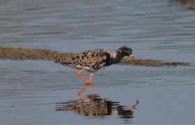 Calidris pugnax