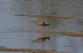 Calidris pugnax
