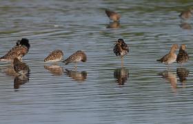 Calidris pugnax