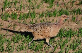 Phasianus colchicus