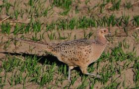 Phasianus colchicus