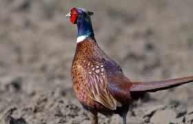 Phasianus colchicus