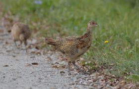 Phasianus colchicus