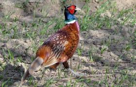 Phasianus colchicus