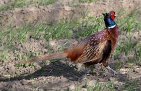 Phasianus colchicus