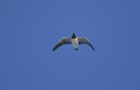Branta leucopsis