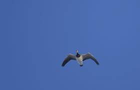 Branta leucopsis