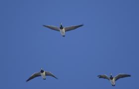 Branta leucopsis