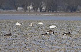Branta canadensis