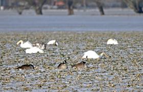 Branta canadensis