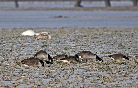 Branta canadensis