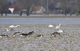 Branta canadensis