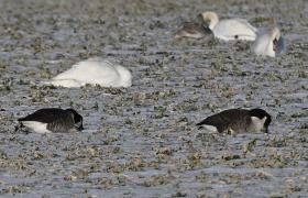 Branta canadensis