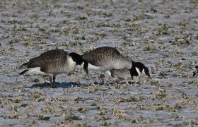 Branta canadensis