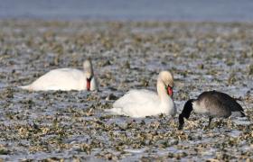 Branta canadensis