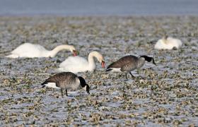 Branta canadensis