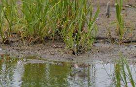 Calidris termminckii