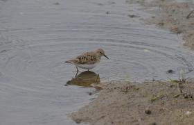 Calidris termminckii