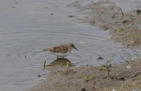 Calidris termminckii
