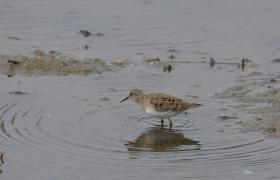 Calidris termminckii