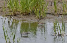 Calidris termminckii