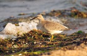 Calidris canutus