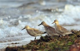 Calidris canutus