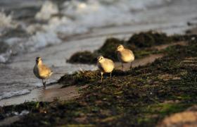Calidris canutus