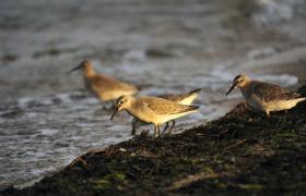Calidris canutus