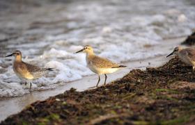 Calidris canutus