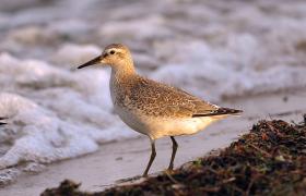 Calidris canutus