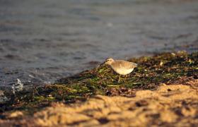 Calidris canutus
