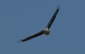 Haliaeetus albicilla