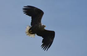 Haliaeetus albicilla