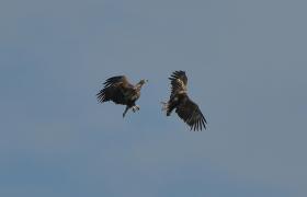 Haliaeetus albicilla