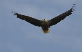 Haliaeetus albicilla