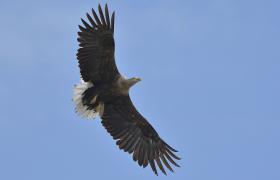 Haliaeetus albicilla