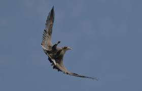 Haliaeetus albicilla