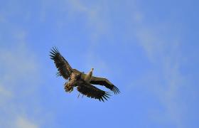 Haliaeetus albicilla
