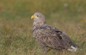 Haliaeetus albicilla