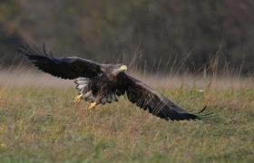 Haliaeetus albicilla