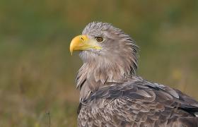 Haliaeetus albicilla