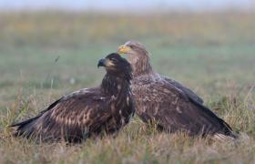 Haliaeetus albicilla