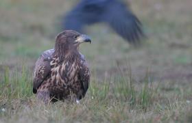 Haliaeetus albicilla