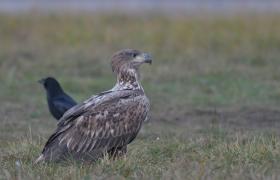 Haliaeetus albicilla