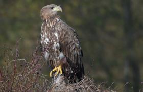 Haliaeetus albicilla