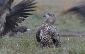 Haliaeetus albicilla