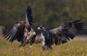 Haliaeetus albicilla